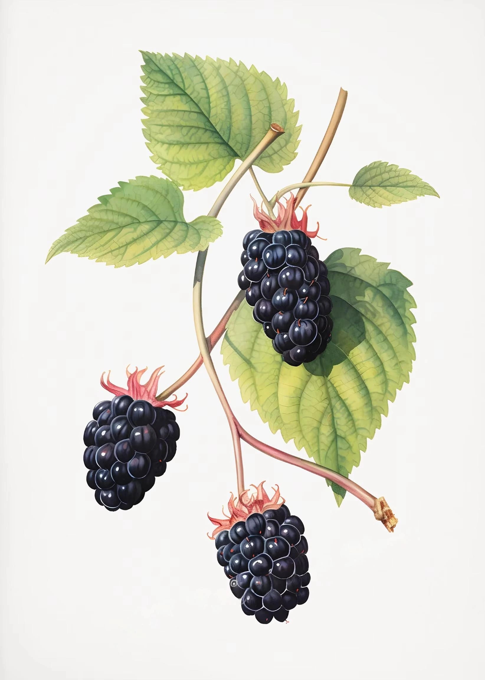 Illustration of blackberries with green leaves on a white background