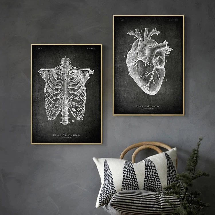 Two framed anatomical posters of a ribcage and heart on a dark wall with a chair and pillows.