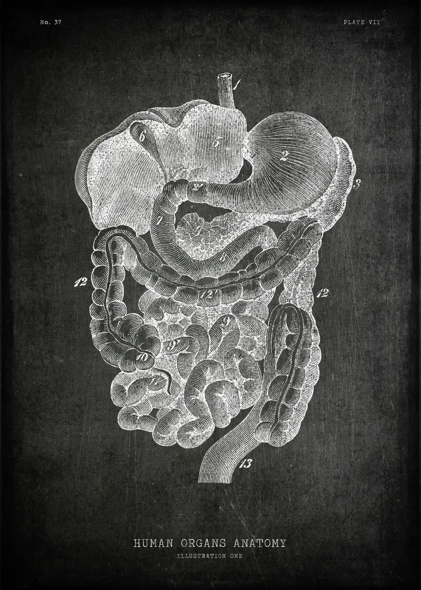 Anatomical illustration of human organs on a dark background