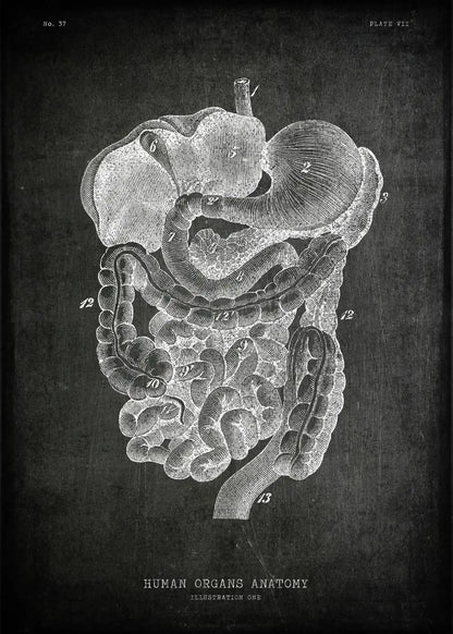 Anatomical illustration of human organs on a dark background