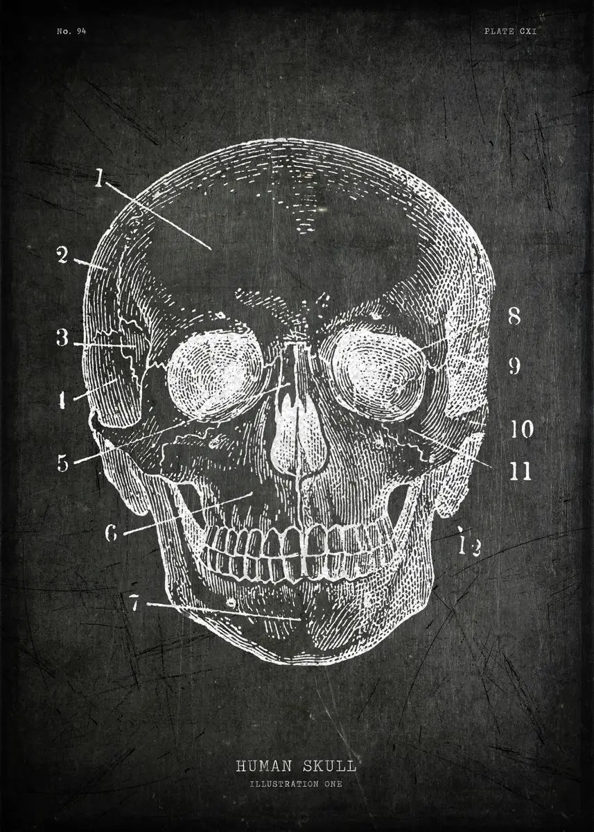 Anatomical illustration of a human skull on a dark background