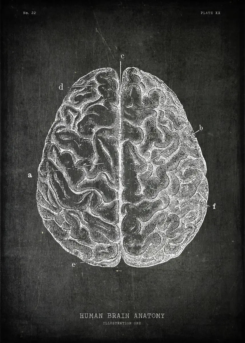 Anatomical drawing of a human brain on a dark background