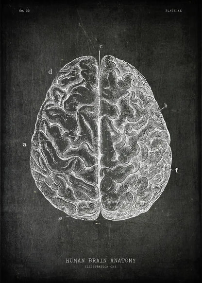 Anatomical drawing of a human brain on a dark background