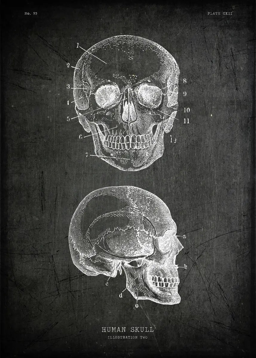 Anatomical illustration of a human skull from different angles on a dark background.