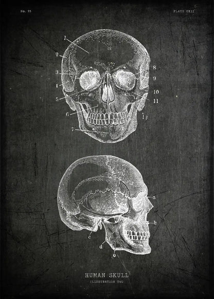 Anatomical illustration of a human skull from different angles on a dark background.