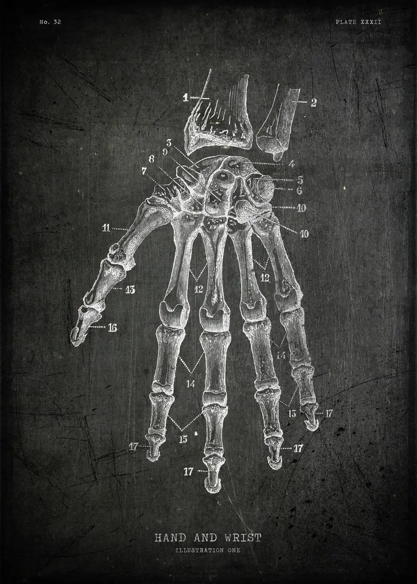 Anatomical diagram of a hand and wrist on a textured dark background