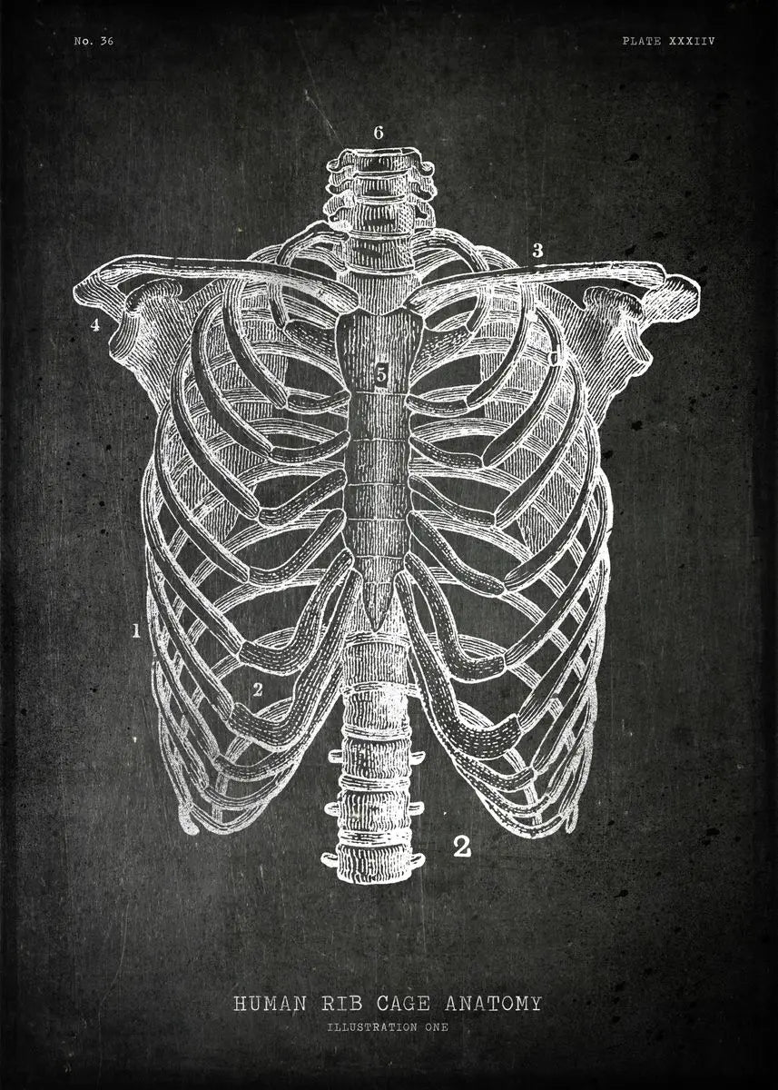 Anatomical illustration of a human rib cage on a dark background