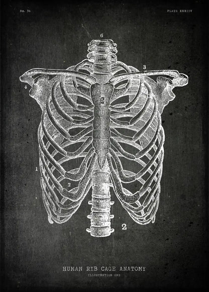 Anatomical illustration of a human rib cage on a dark background