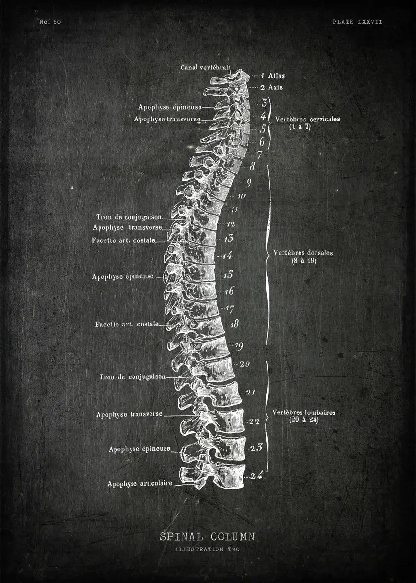 Anatomical illustration of a spinal column on a dark background