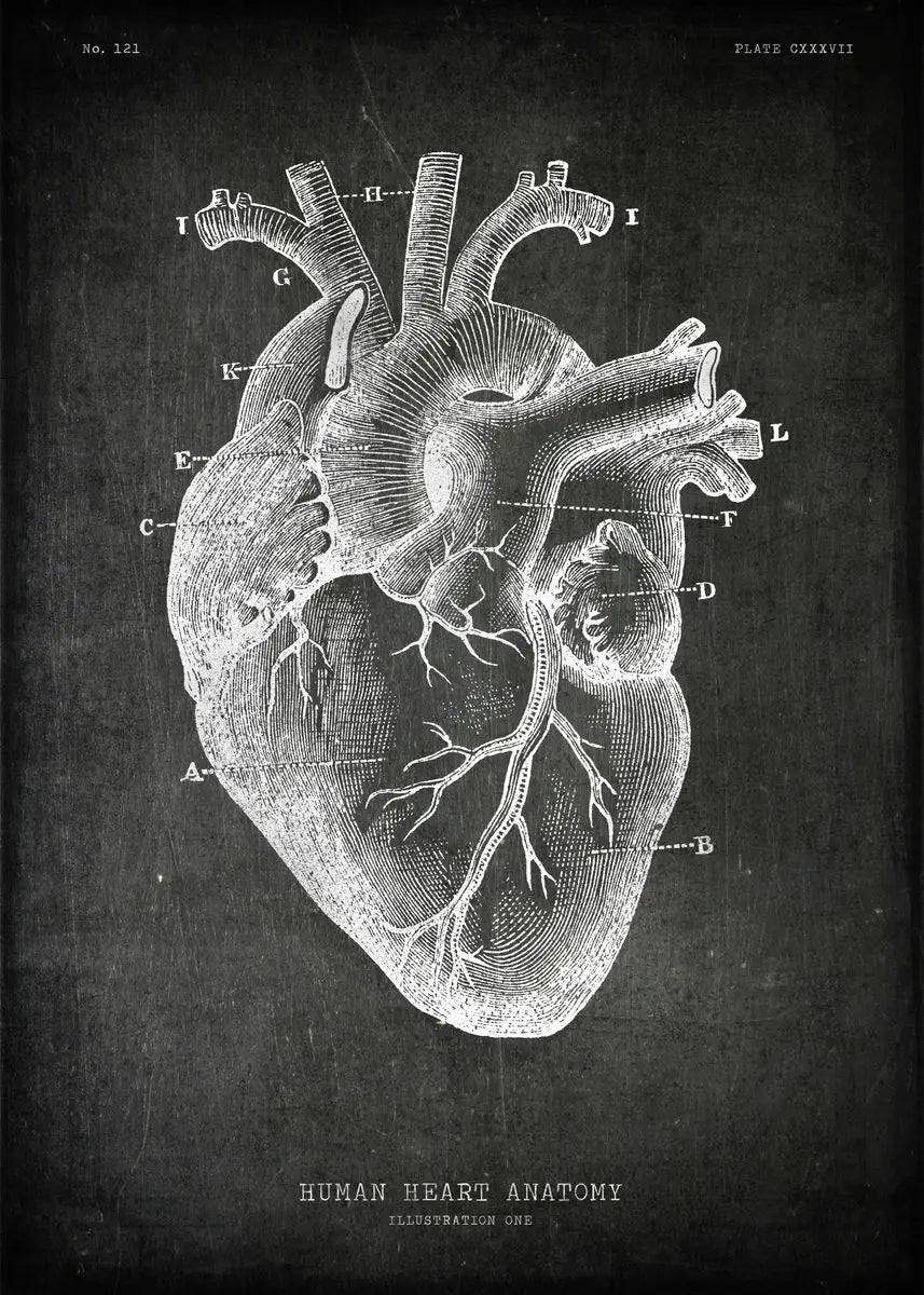 Anatomical drawing of a human heart on a dark background
