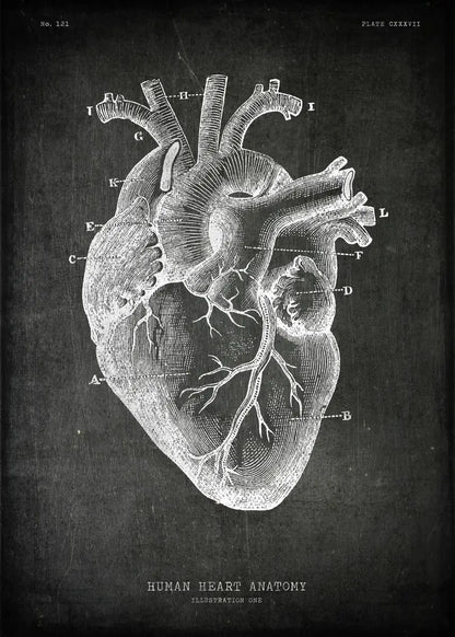 Anatomical drawing of a human heart on a dark background