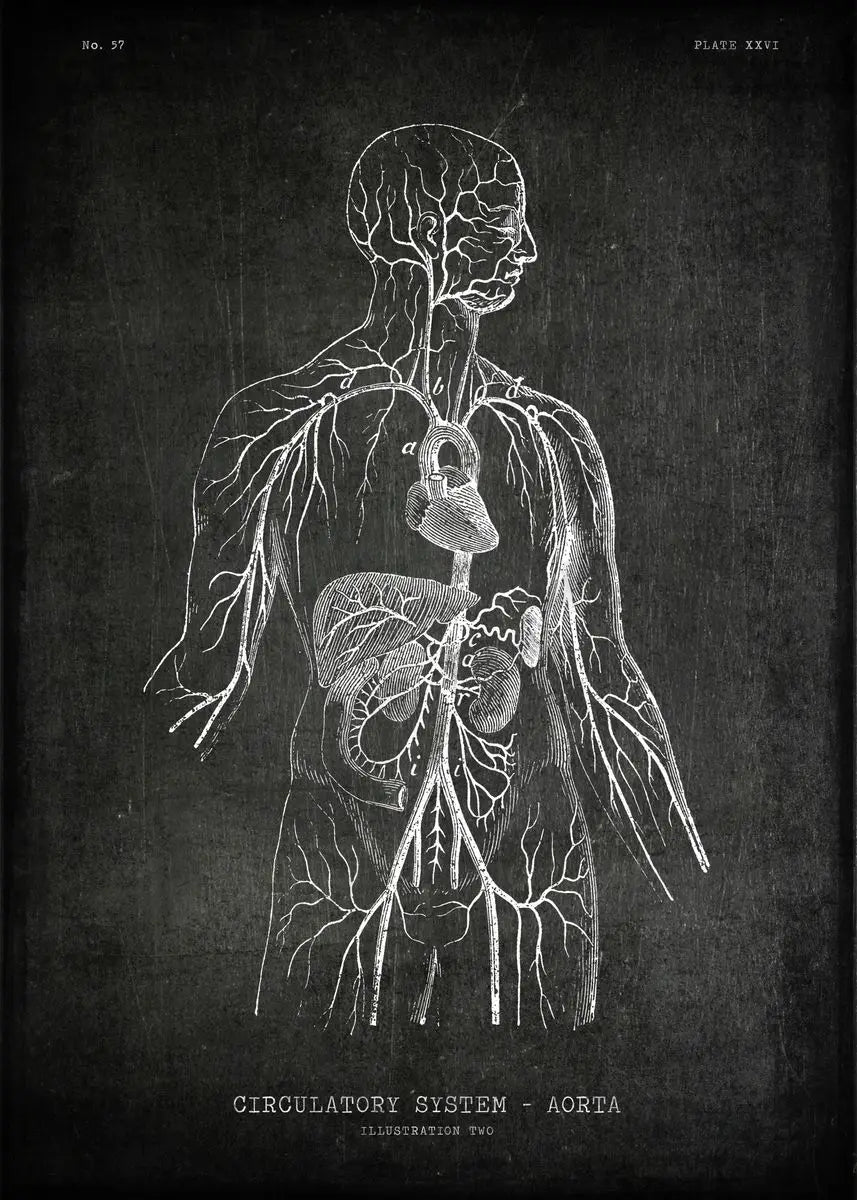 Anatomical illustration of the circulatory system on a dark background