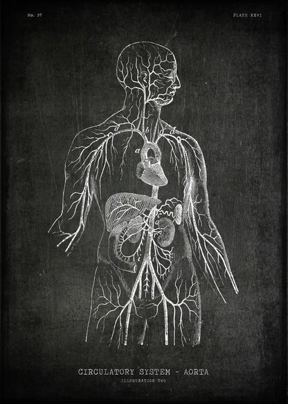 Anatomical illustration of the circulatory system on a dark background