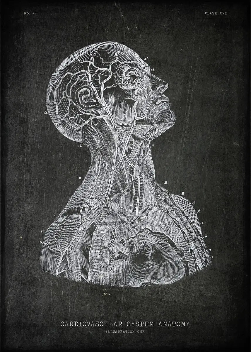 Anatomical illustration of the cardiovascular system on a dark background