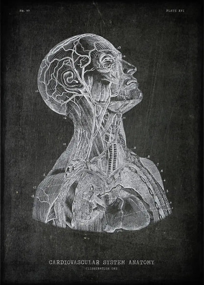 Anatomical illustration of the cardiovascular system on a dark background