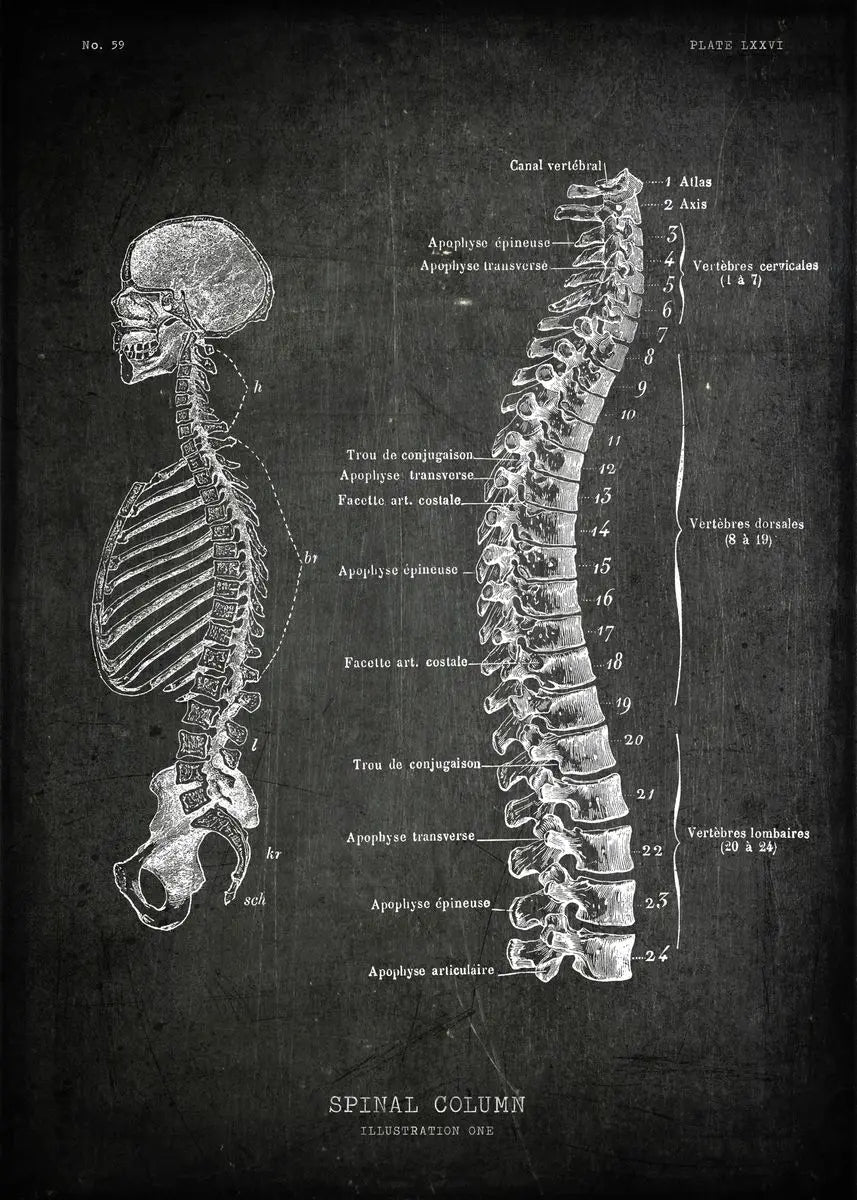 Anatomical diagram of a spinal column on a dark background