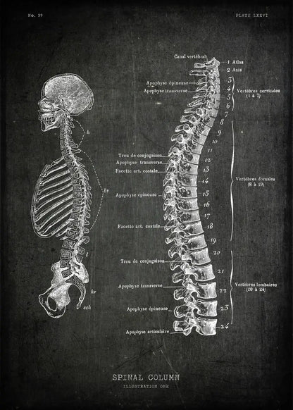Anatomical diagram of a spinal column on a dark background