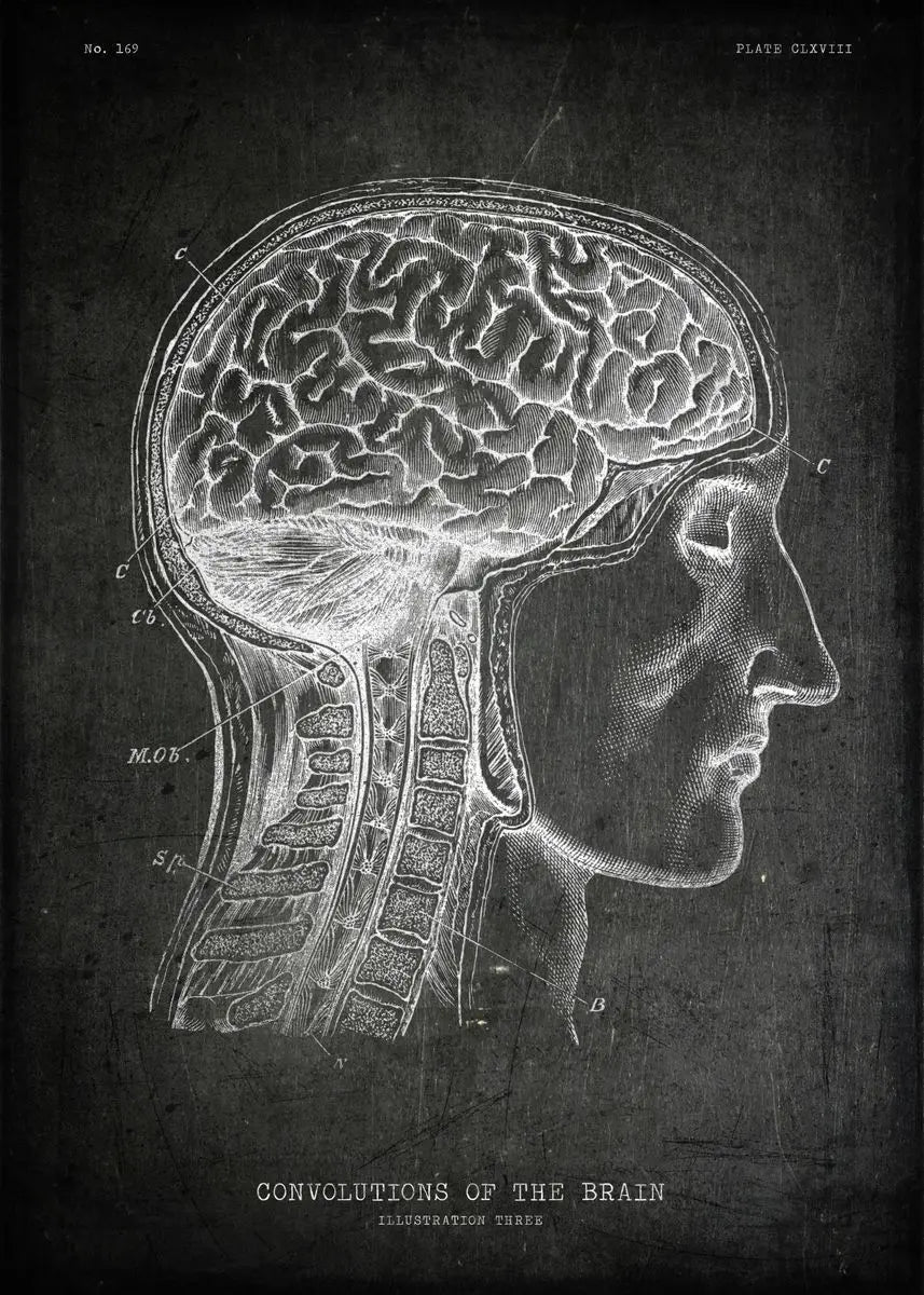 Anatomical illustration of the brain and skull on a dark background