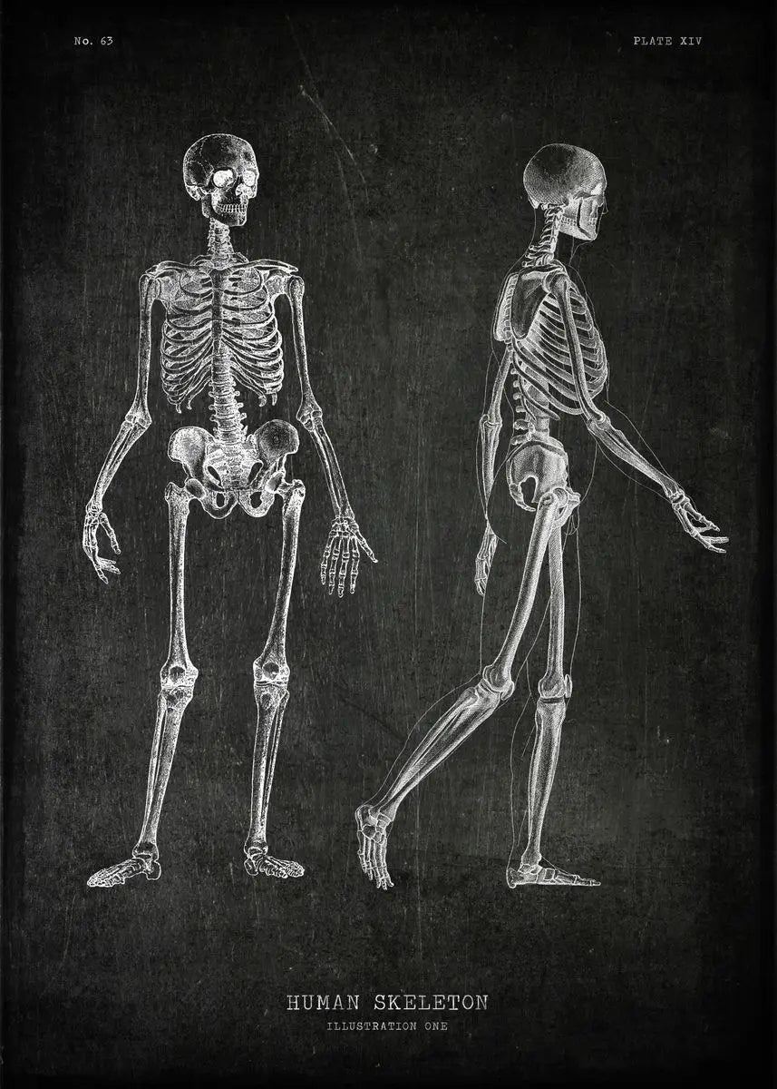 Anatomical diagram of a human skeleton on a dark background