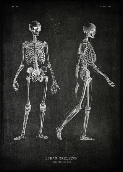Anatomical diagram of a human skeleton on a dark background