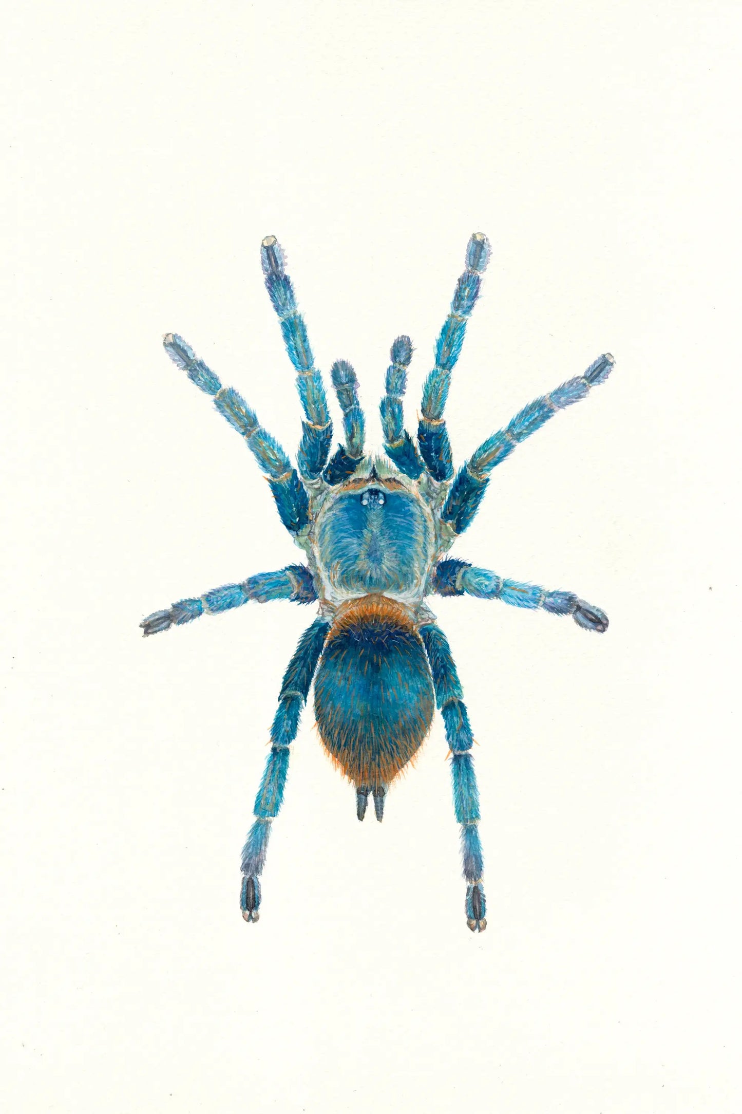 Blue tarantula on a white background