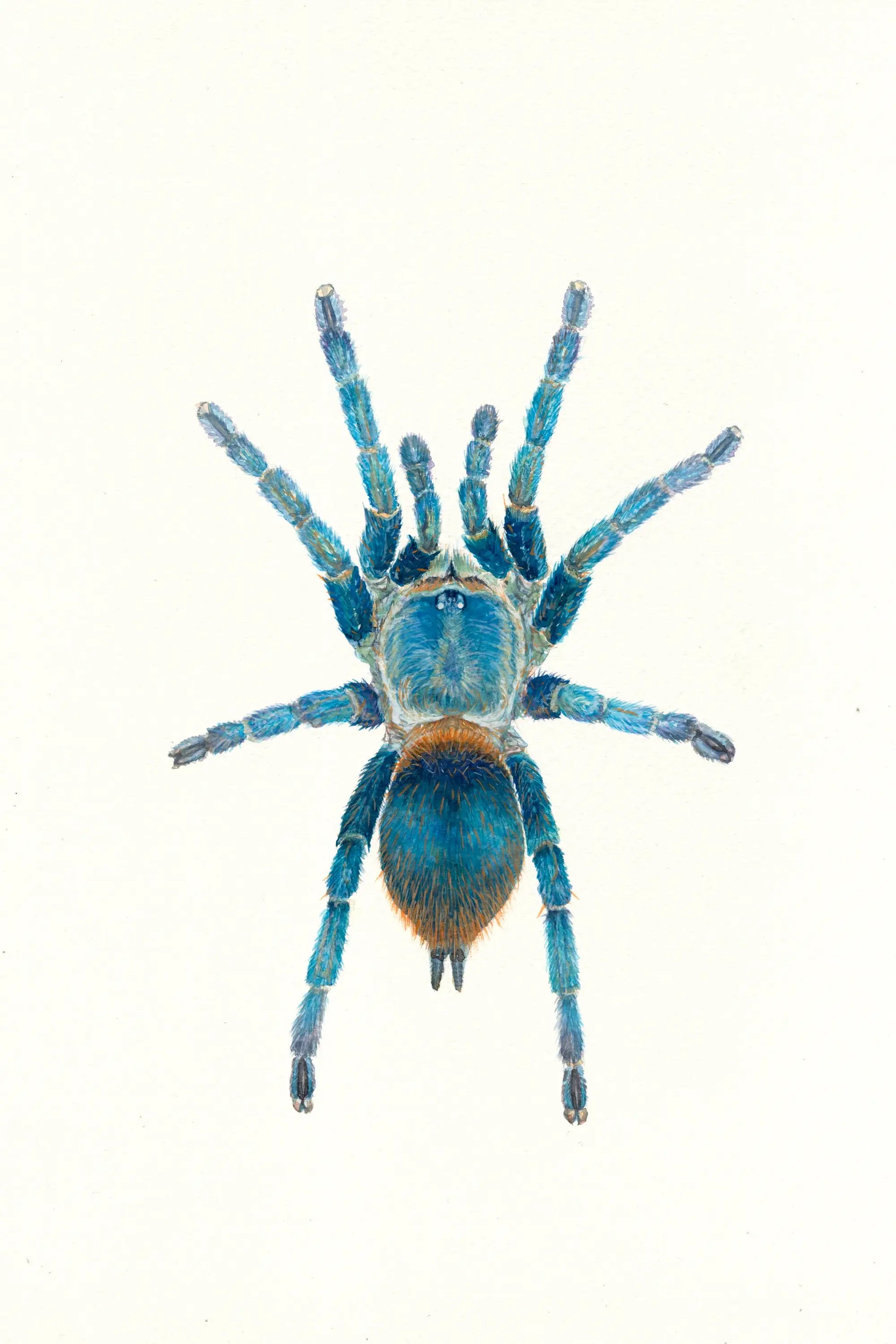 Blue tarantula on a white background