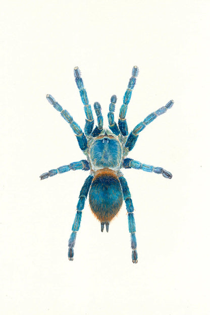 Blue tarantula on a white background