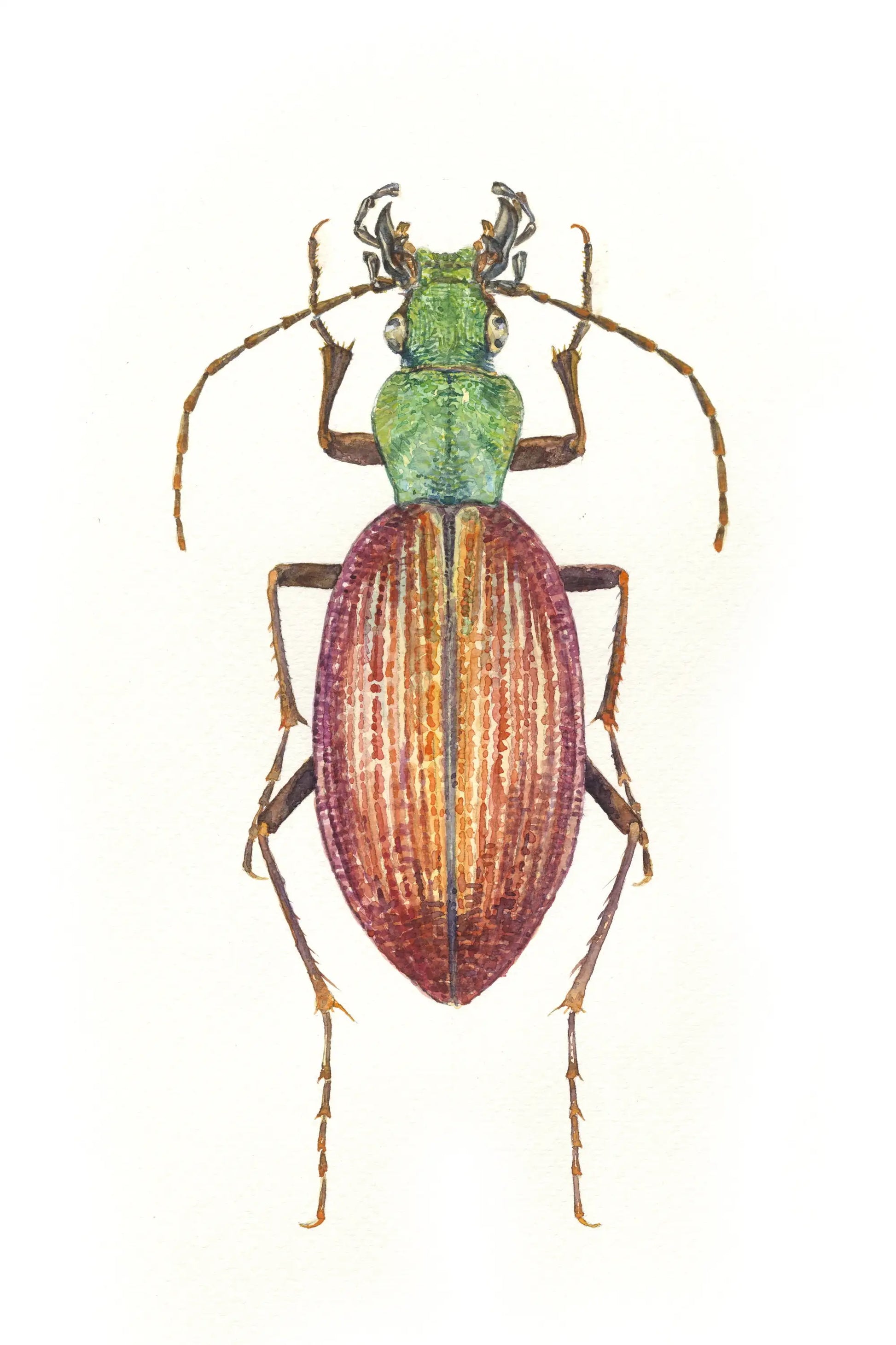 Colorful beetle illustration on a white background