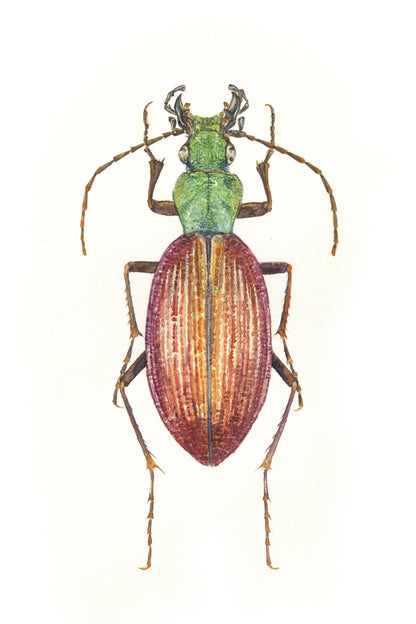 Colorful beetle illustration on a white background
