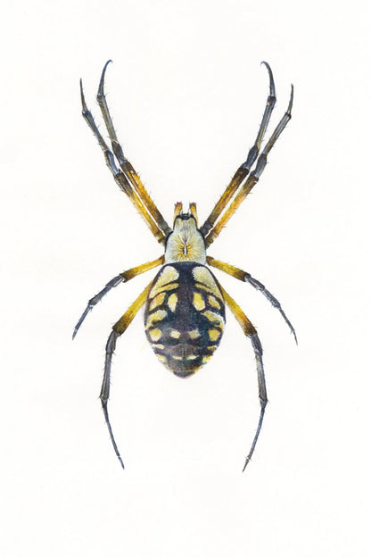 Spotted spider on a white background
