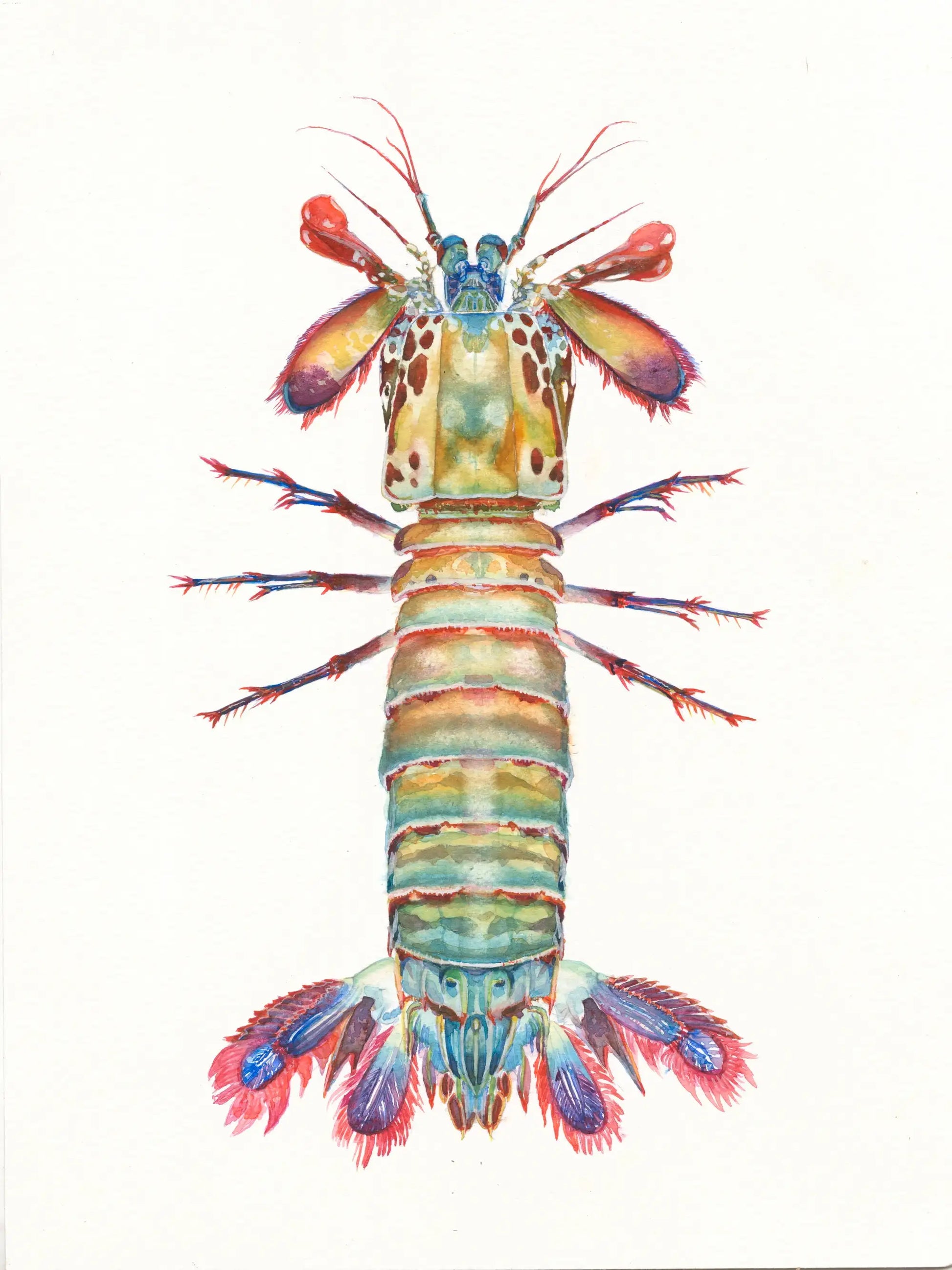 Colorful illustration of a spiny lobster on a white background
