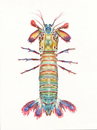 Colorful illustration of a spiny lobster on a white background