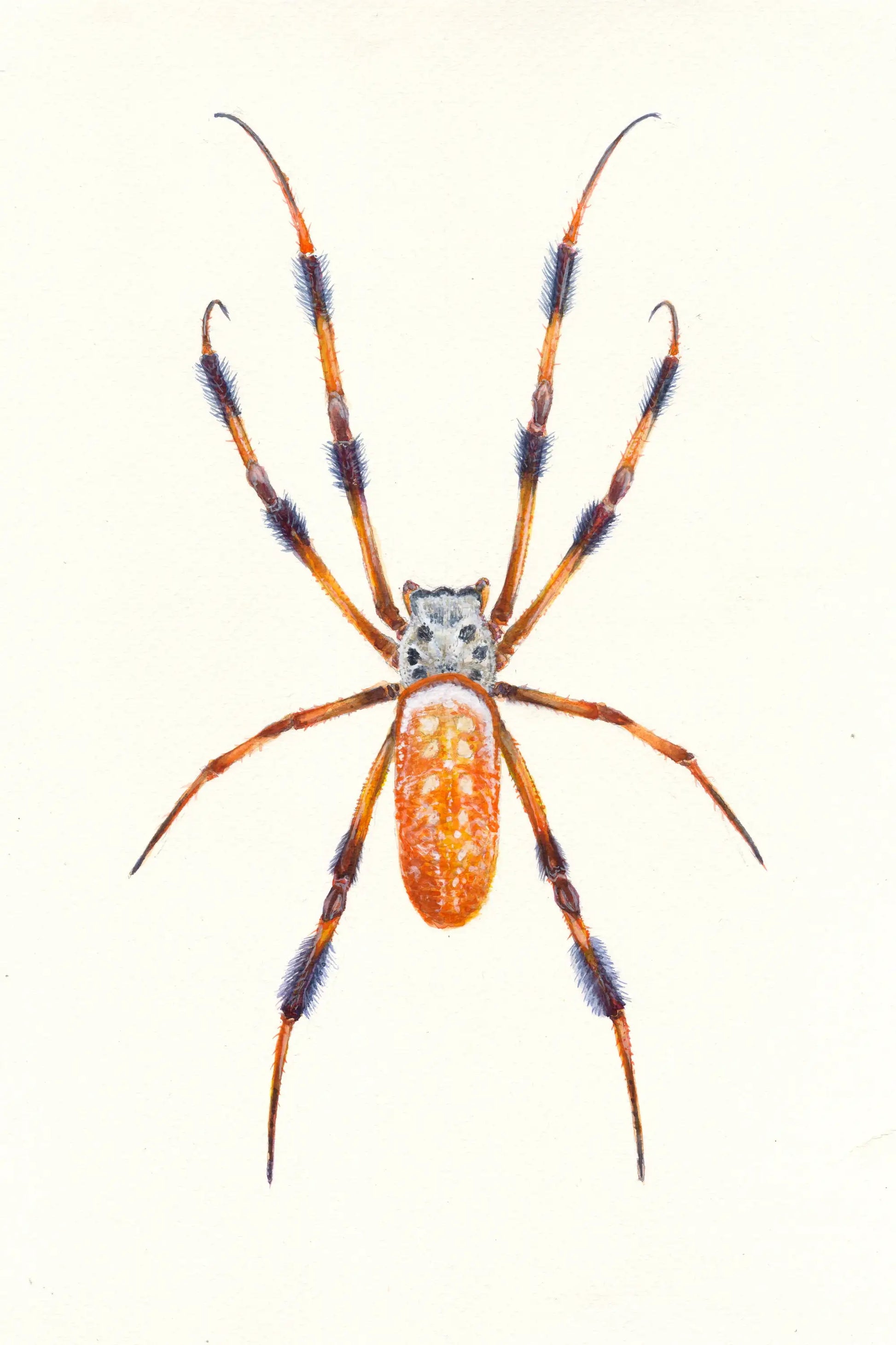 Orange and black spider on a white background