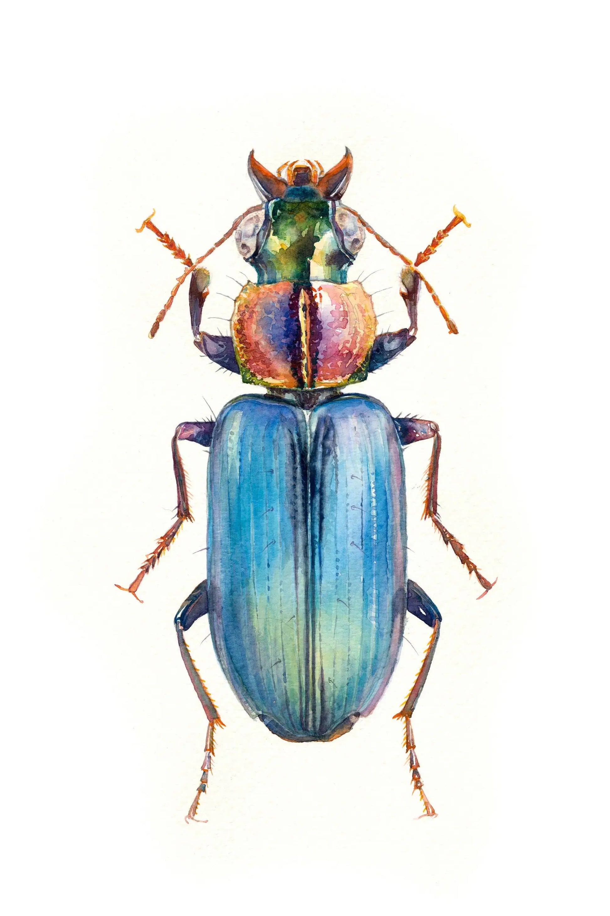 Colorful beetle illustration on a white background