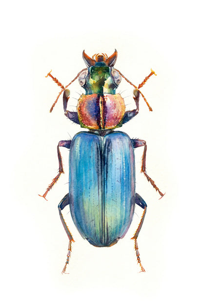 Colorful beetle illustration on a white background