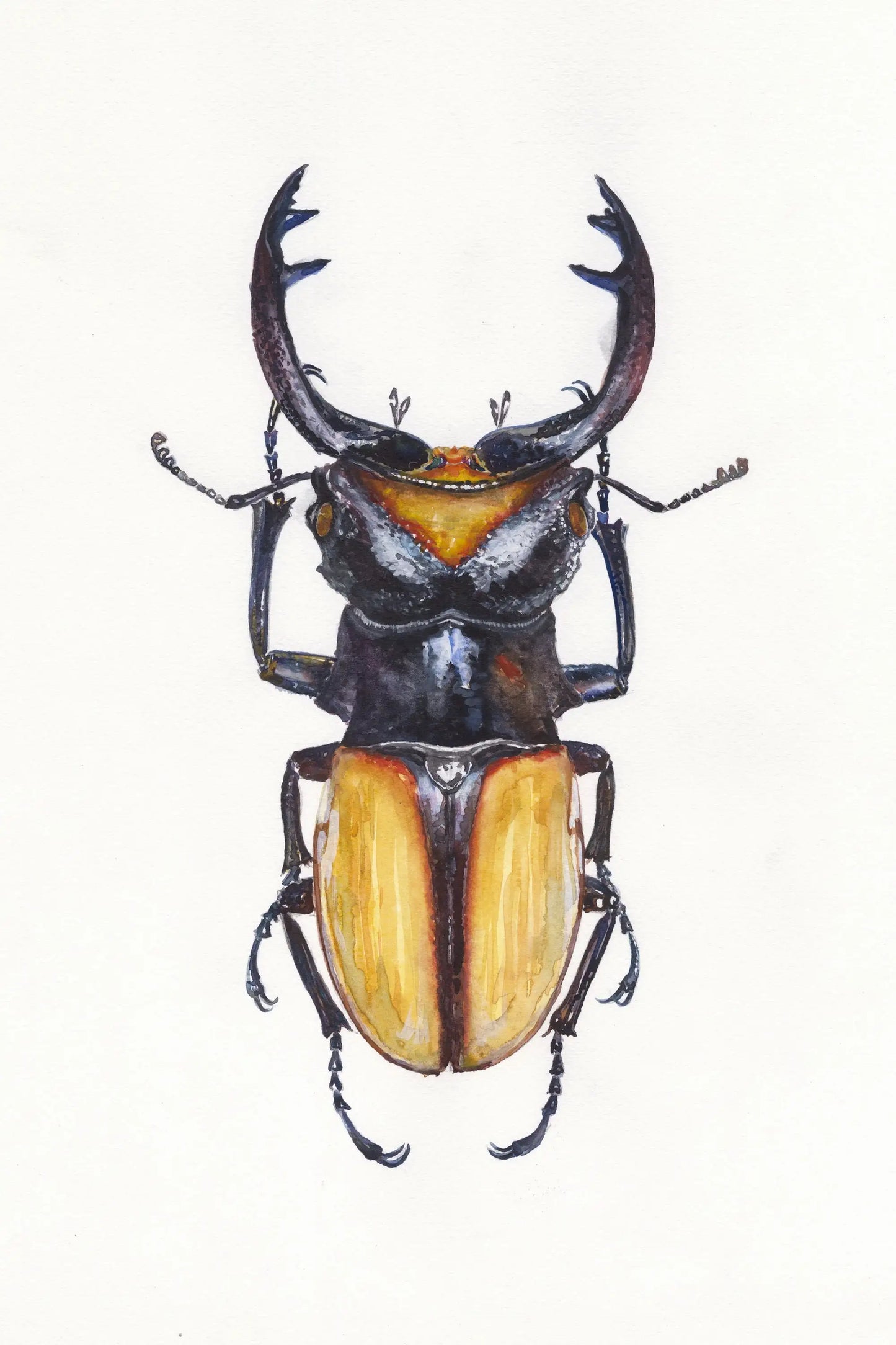 Detailed illustration of a beetle with a white background