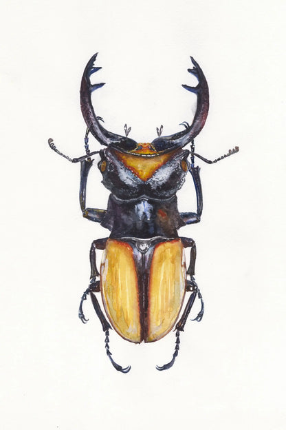 Detailed illustration of a beetle with a white background
