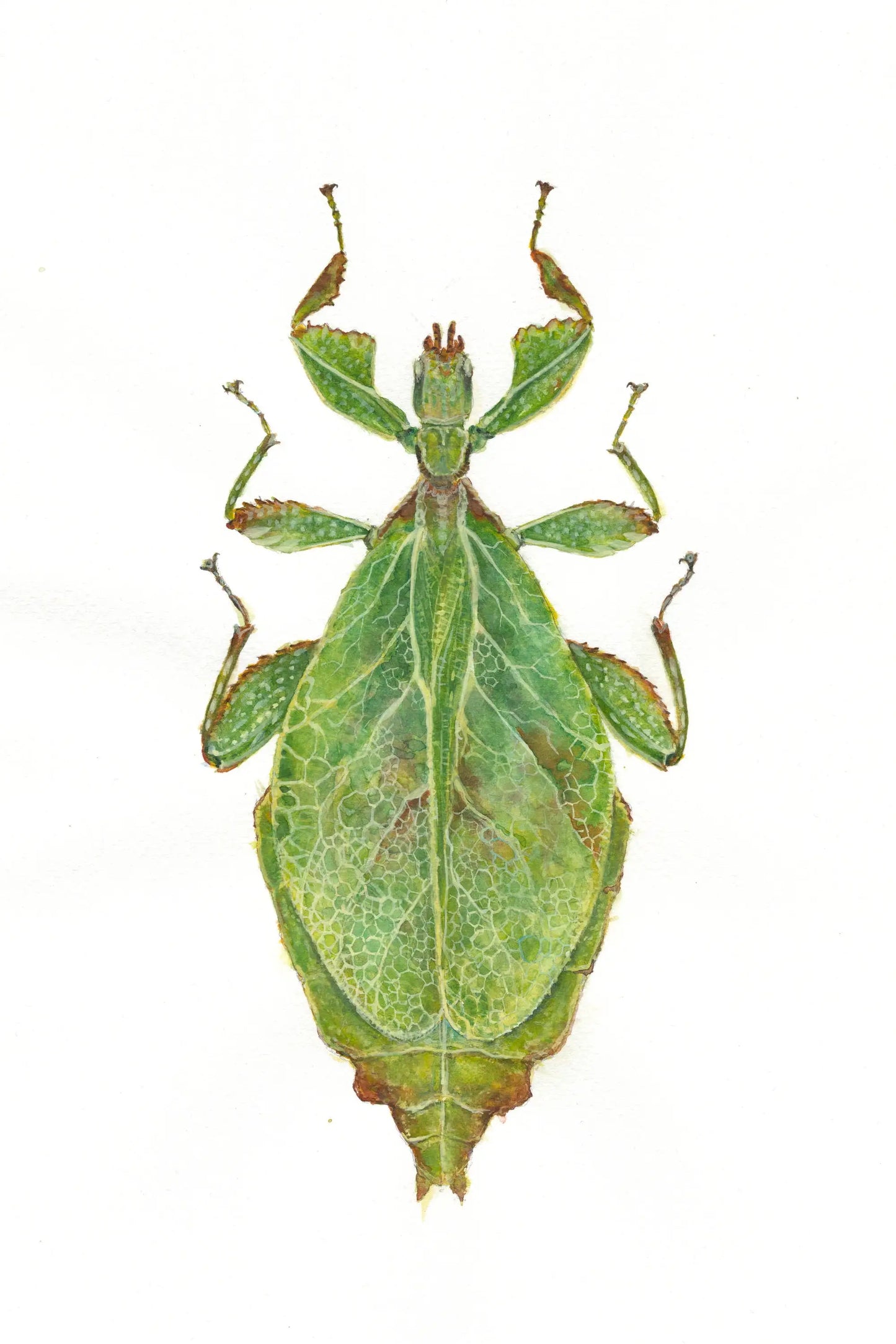 Leaf-like insect on a white background