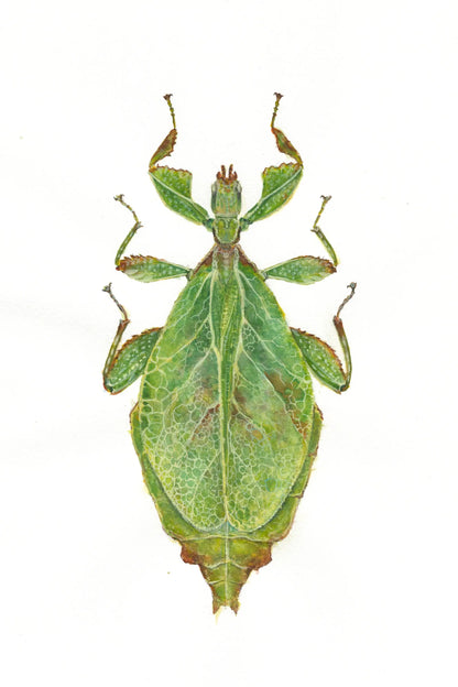 Leaf-like insect on a white background