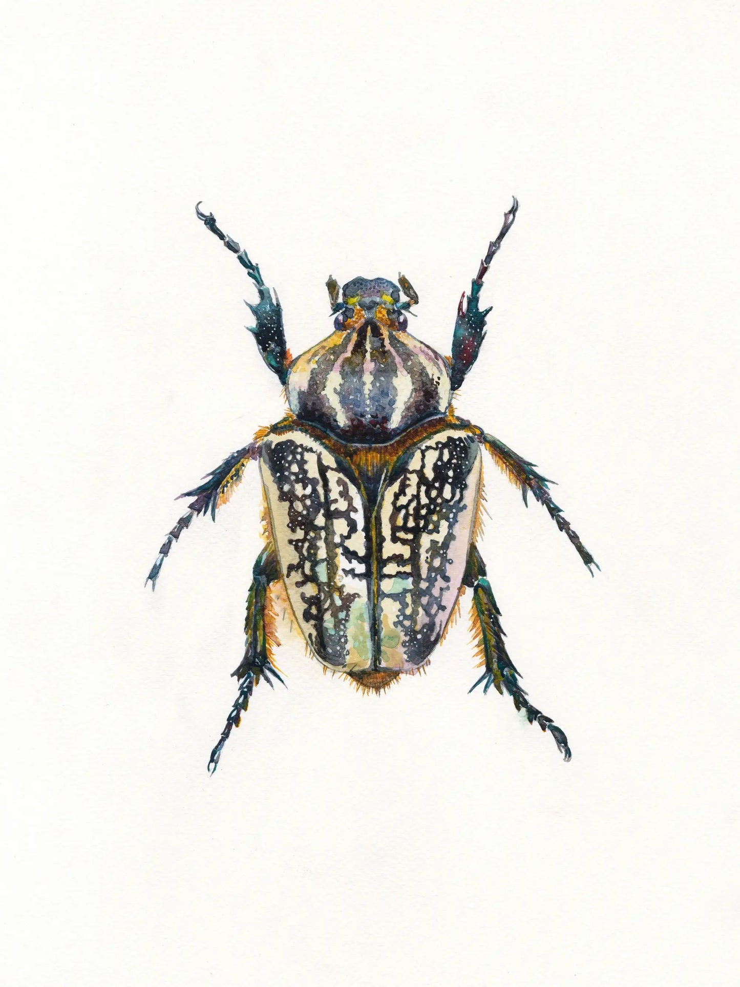 Detailed illustration of a beetle on a white background