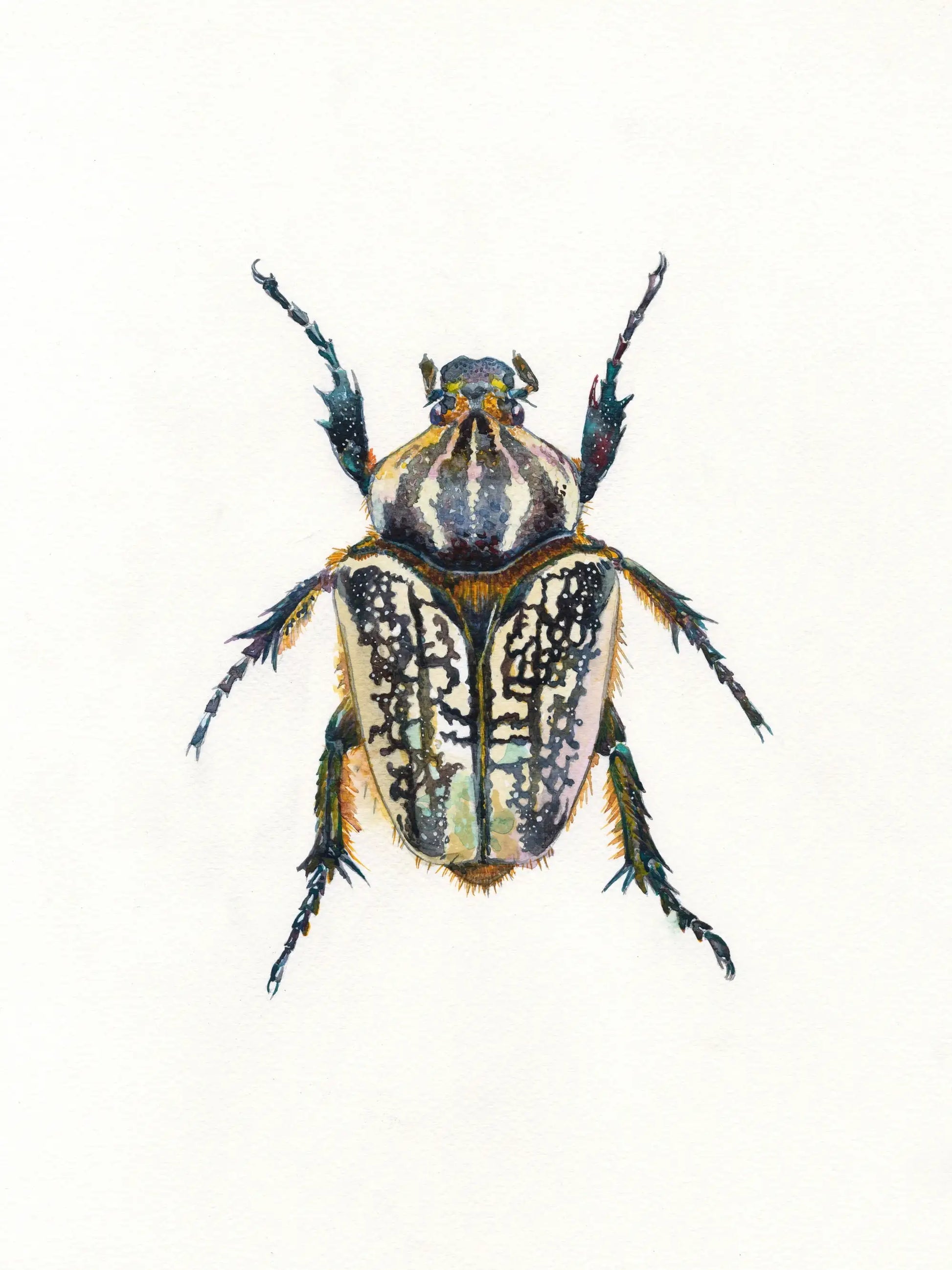 Detailed illustration of a beetle on a white background
