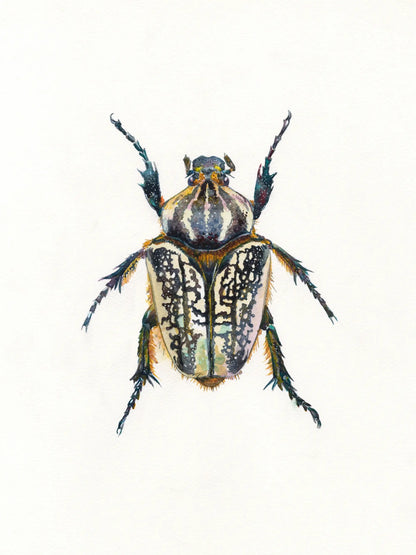 Detailed illustration of a beetle on a white background
