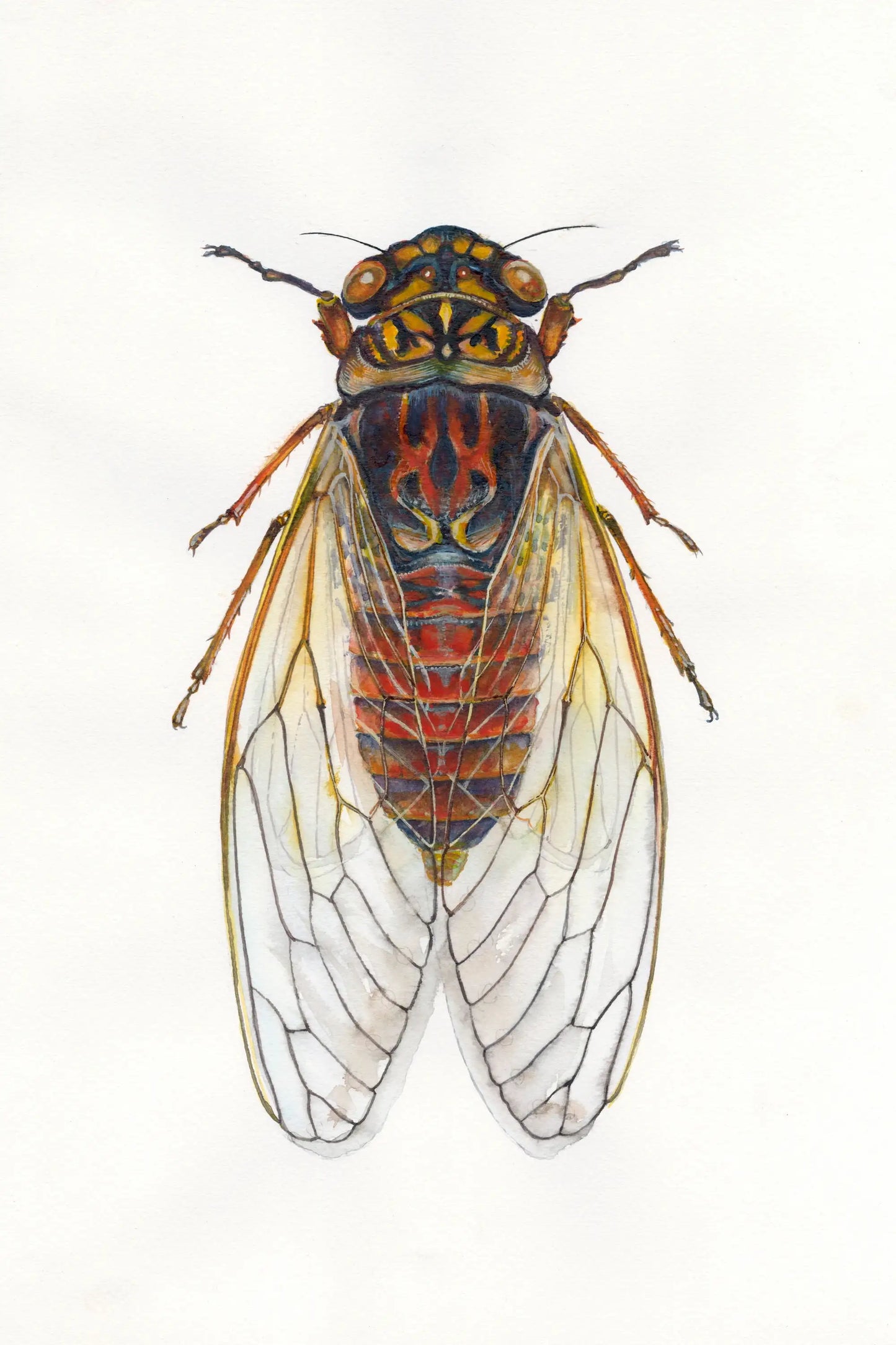 Detailed illustration of a cicada on a white background
