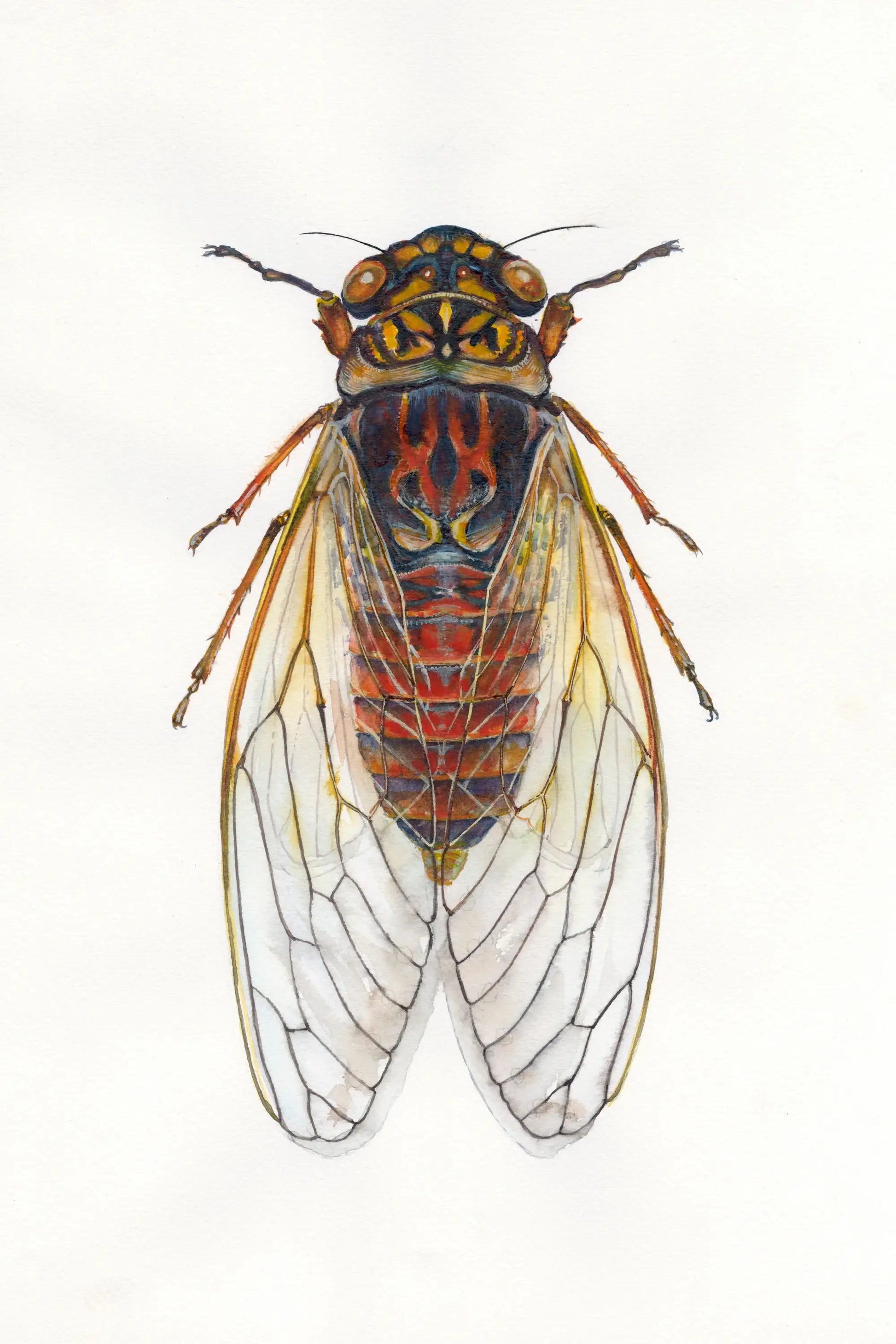 Detailed illustration of a cicada on a white background