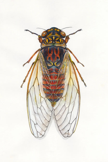 Detailed illustration of a cicada on a white background