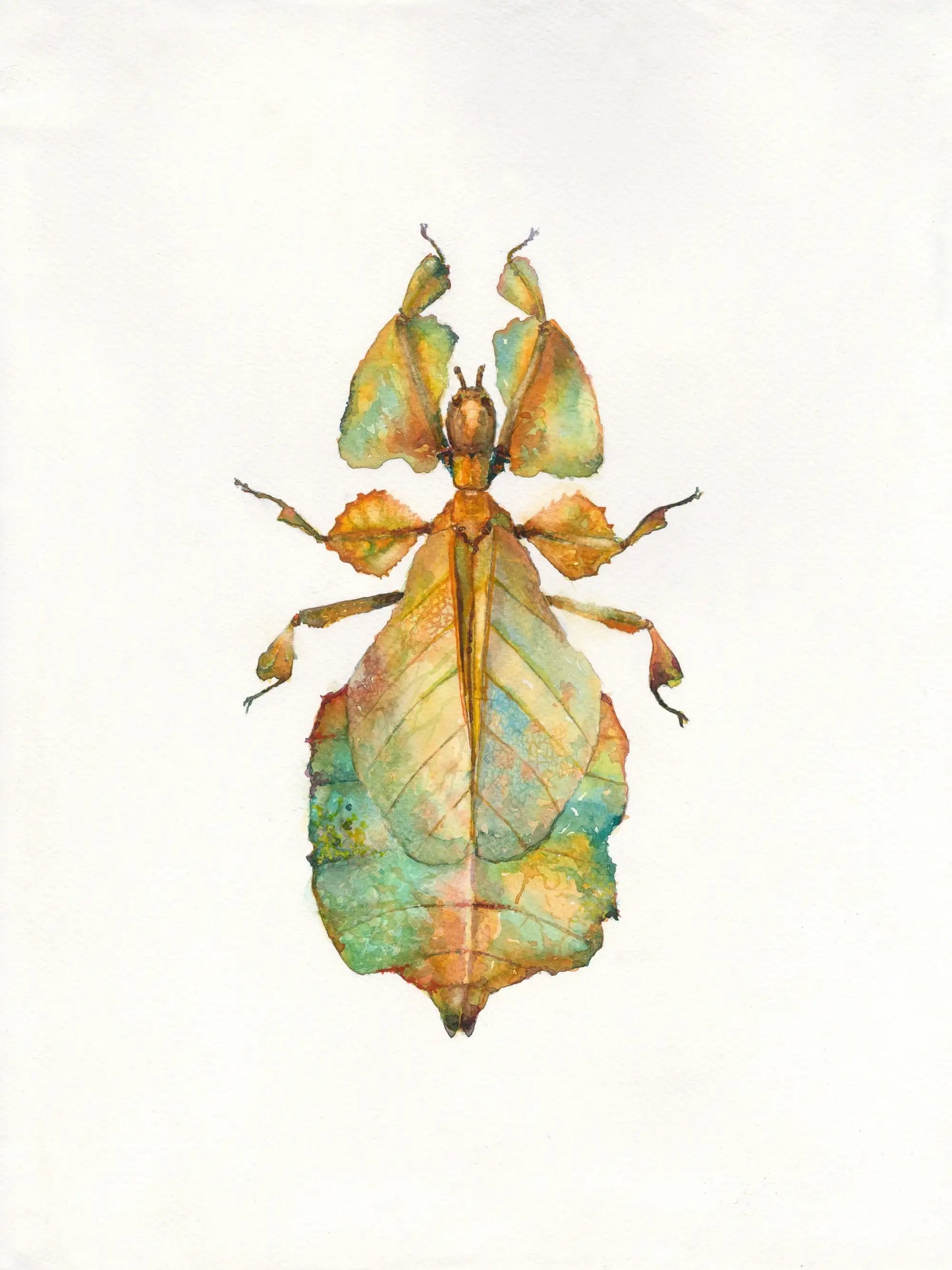Artistic depiction of a leaf insect on a white background