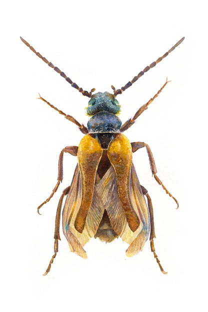 Insect with yellow and brown body on a white background