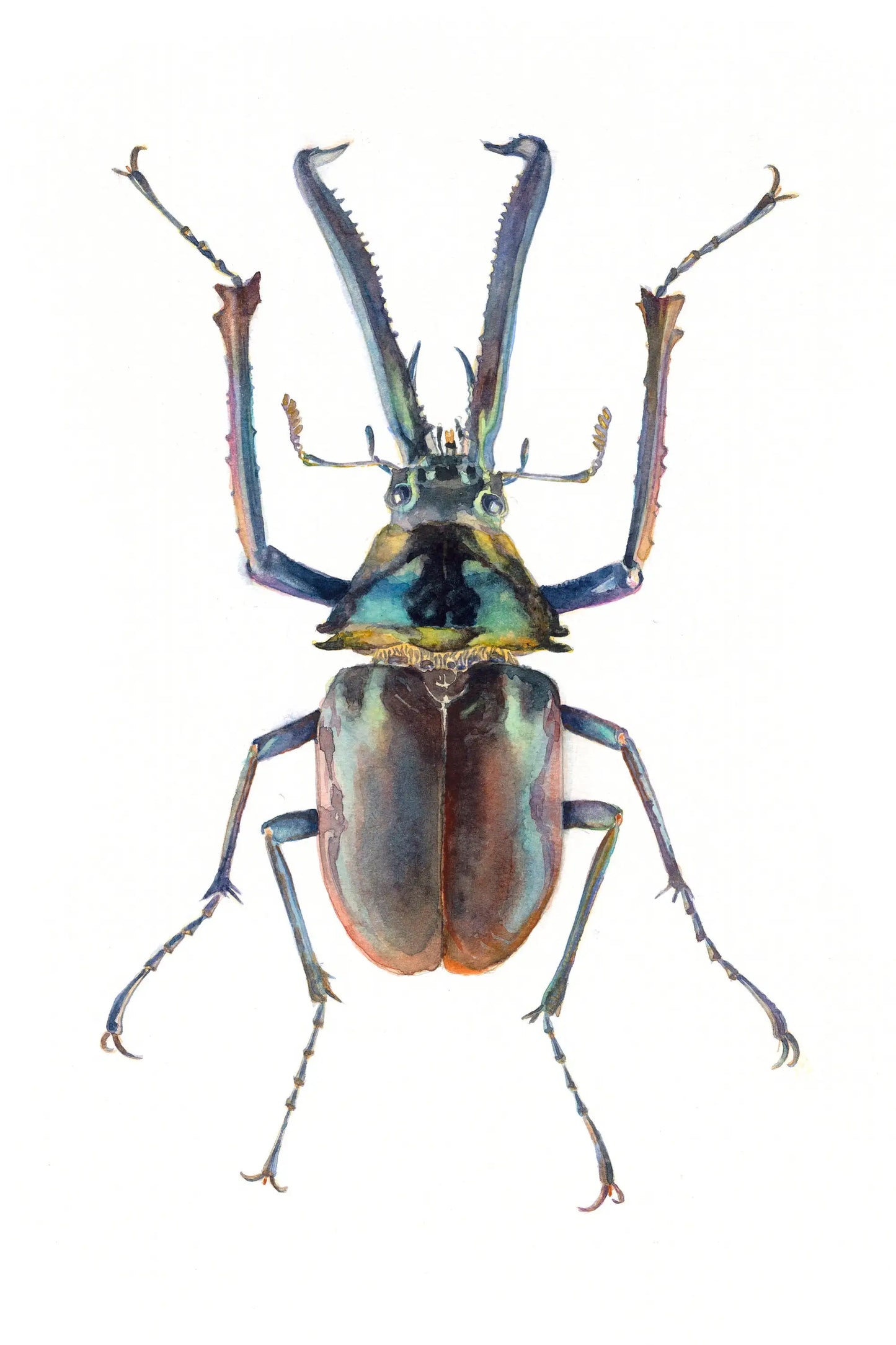 Colorful beetle with long antennae on a white background