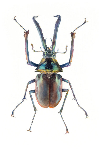 Colorful beetle with long antennae on a white background