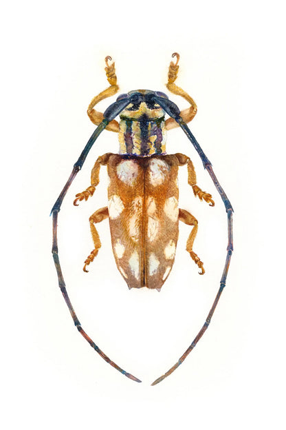 Colorful beetle with white spots on a white background